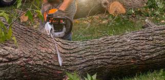 How Our Tree Care Process Works  in Maywood Park, OR